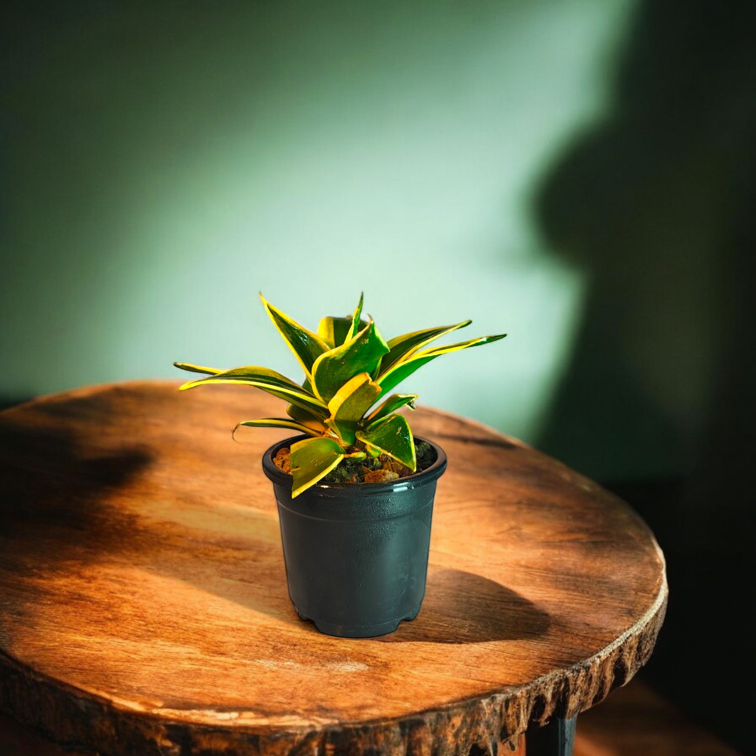 Snake Plant (Green and Golden Color) with Pot for Home and Office Decor